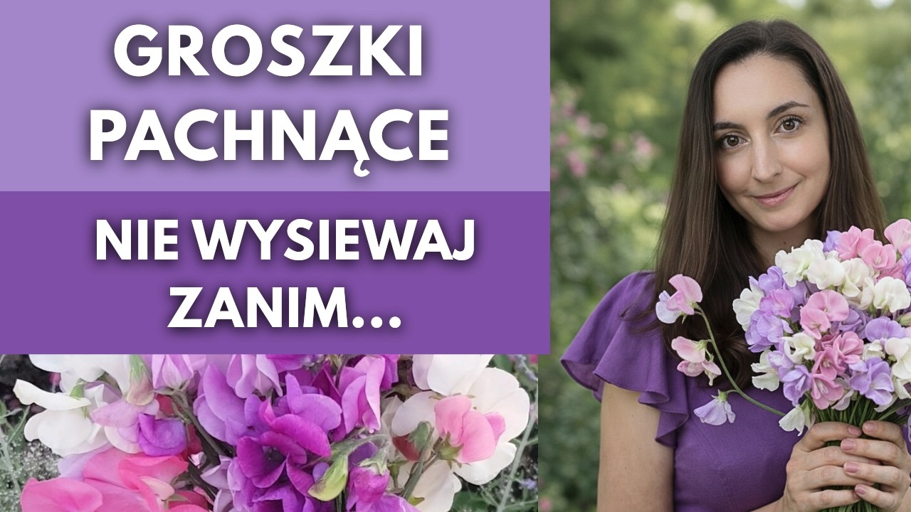 Jak uprawiać groszki pachnące. Kiedy siać i jakich błędów unikać #ogród #kwiaty #poradyogrodnicze