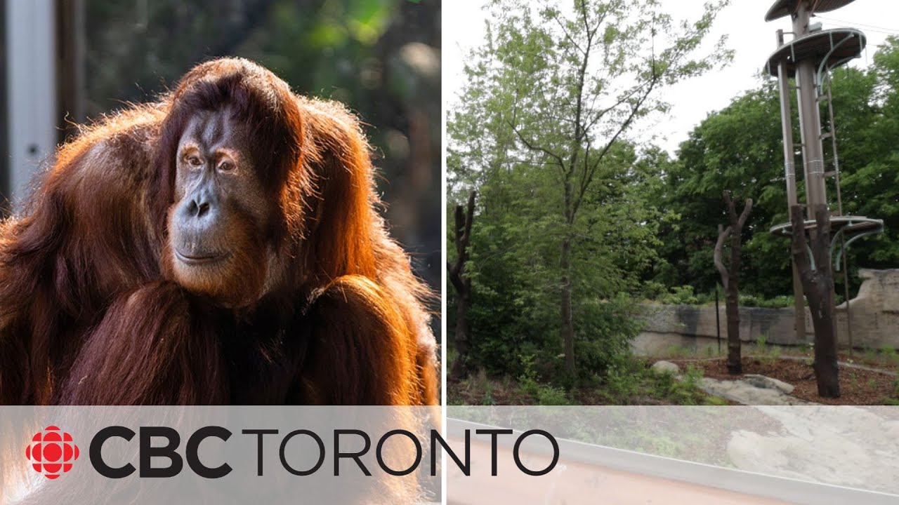 Orangutan briefly escapes habitat, puzzling Toronto Zoo