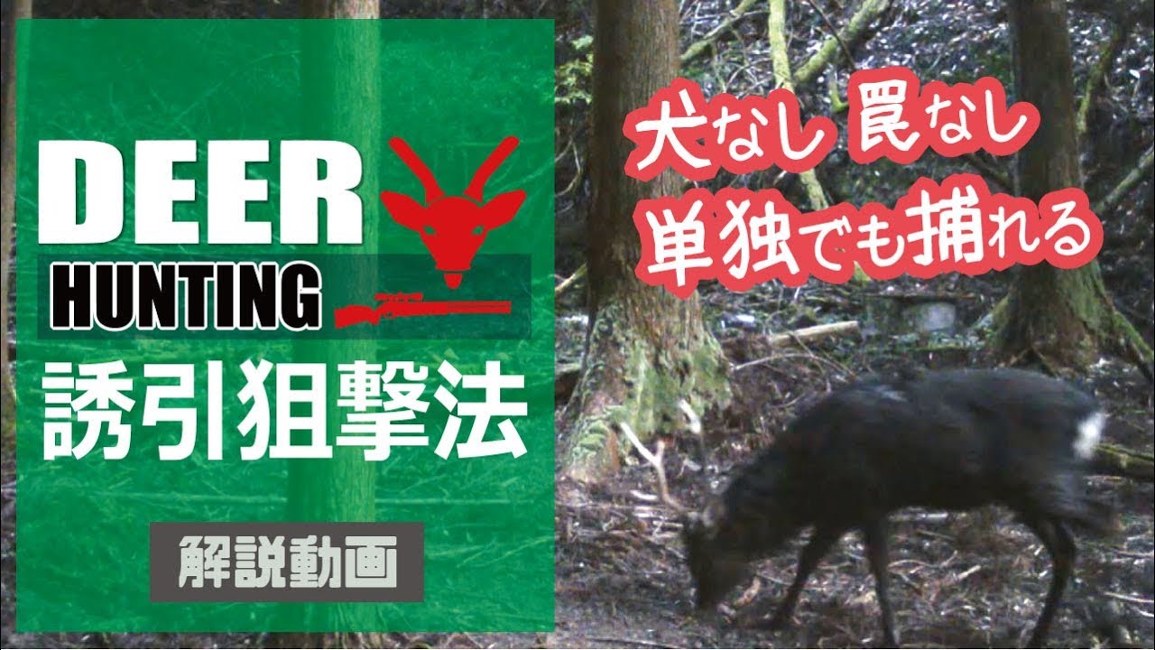 【狩猟】鹿猟！誘引狙撃法☆犬・罠なし単独で高確率の解説