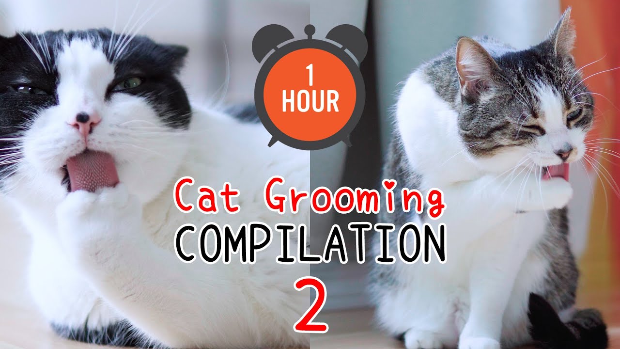 [ONE HOUR] 🎧 ASMR Cat Grooming Compilation Vol. 2 | Curry Sugar Meow