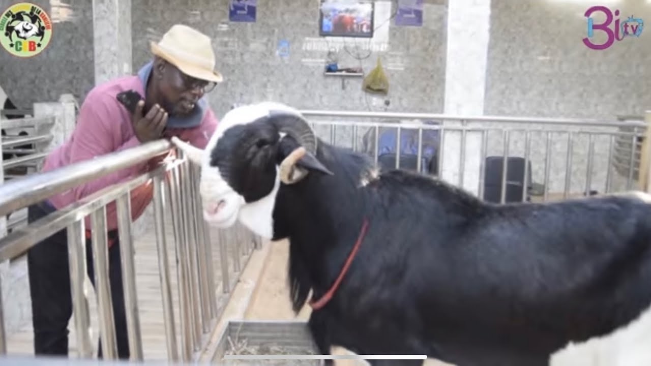 EN ROUTE VERS 🇸🇳SALCEB 2025🇸🇳CARREFOUR DES CHAMPIONS