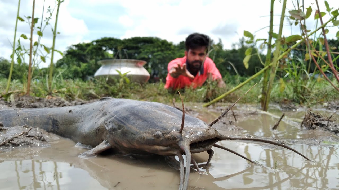 Best Hand Fishing 2022 | Big Catfish Hunting From Mud Water | Catching By Hand Big Catfish