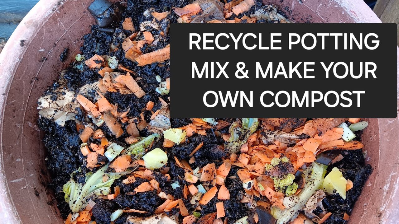 Burying food scraps in pot of used potting mix to make compost