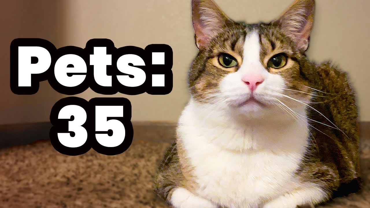 How Many Pets Until He Breaks Loaf?