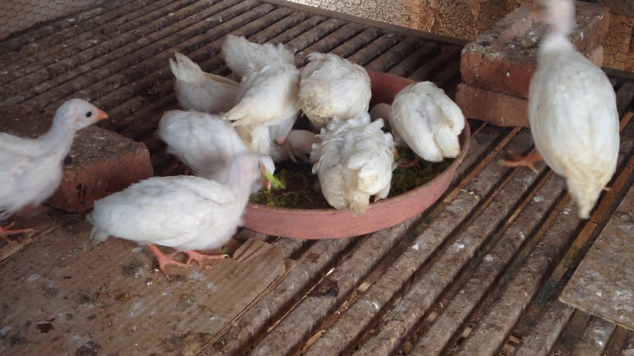 Pintinhos D'Angola Branca...