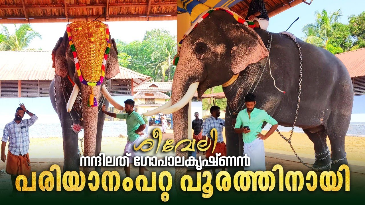 Pariyanampatta Pooram Nandilath Gopalakrishnan 🔥😎 | Pariyanampatta Pooram 2025 | NGK Seeveli