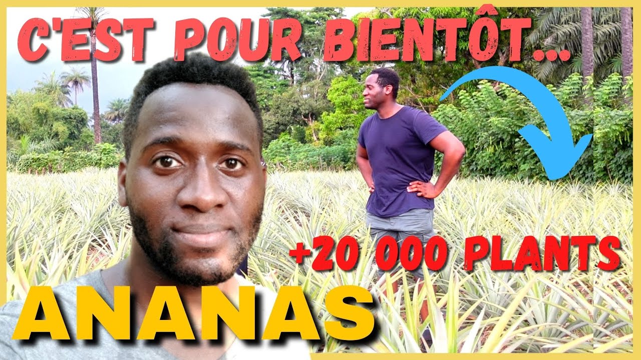 🍍 Ananas : Mise en terre , Induction Florale et Conseils | Investir en Guinée