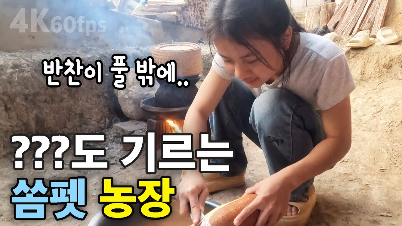 반나마을 쏨펫 농장에서 단백질 보충용으로 기르는 것은?
