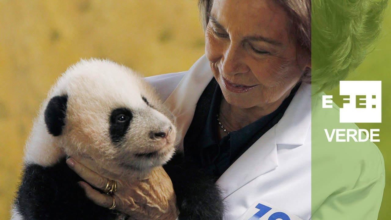 La Reina visita al oso panda nacido hace tres meses