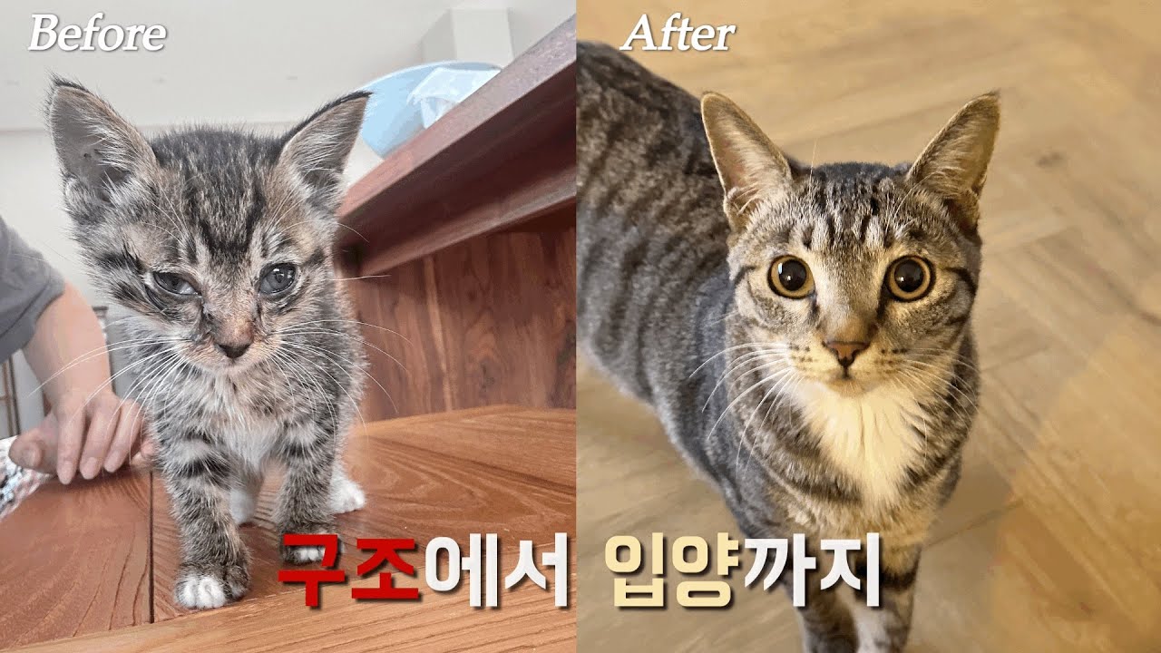 땡볕에 쓰러져있던 새끼고양이를 구조했더니..