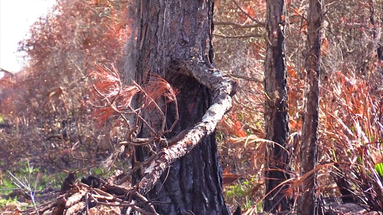 Science Quest: Florida Forest Service