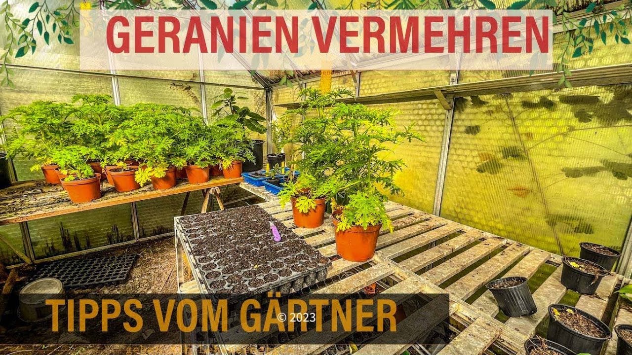 So kann man Duftgeranien vermehren - mit Stecklinge zum Erfolg | Geranien Ableger machen