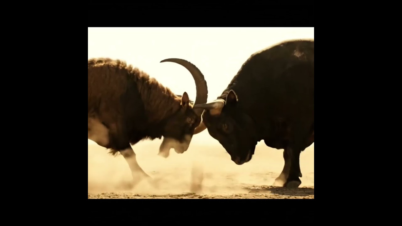Bull vs goat fight #bull #bullfight #goatfight