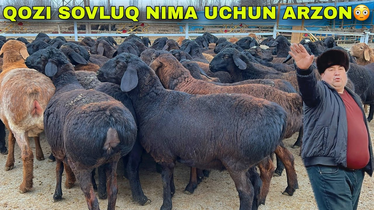 💥ILYOS TOGADA QO‘ZI SOVLUQ VA BOG‘OZ SOVLUQLAR — SHOK ARZON! 😱🐑