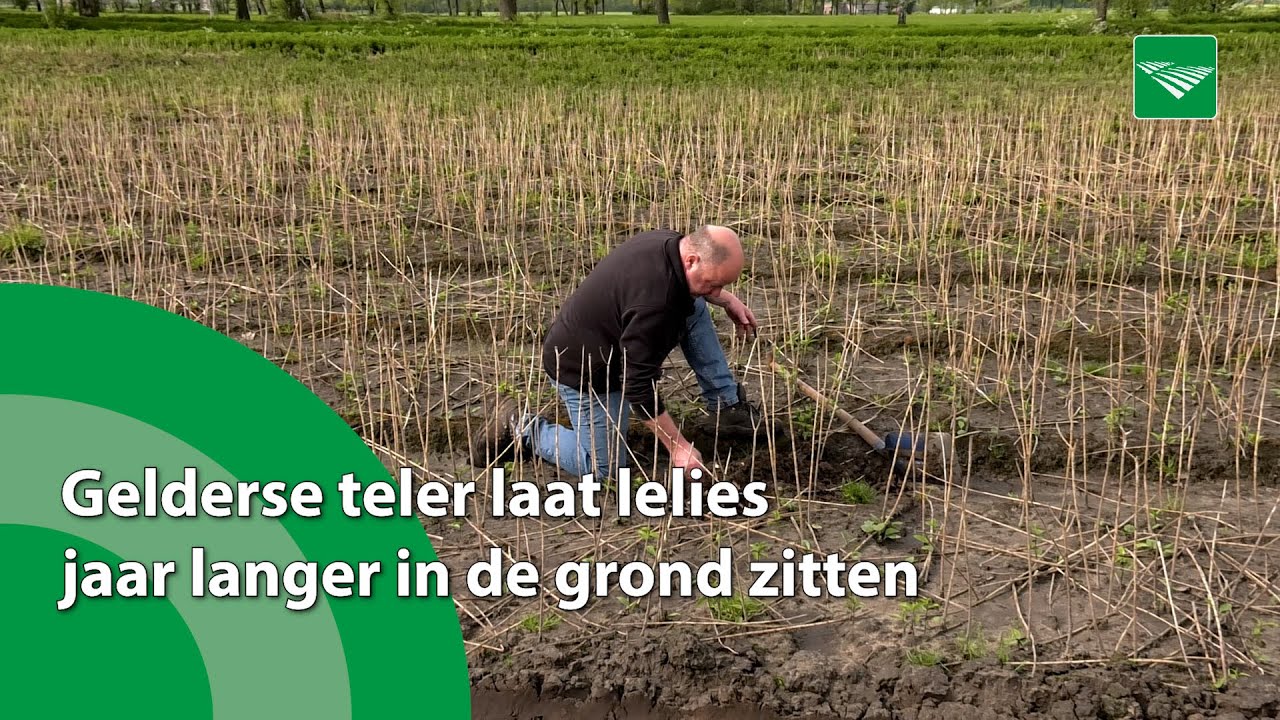 Gelderse teler laat lelies jaar langer in de grond zitten