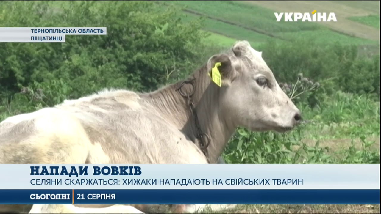 Вовки тримають в страху села на Тернопільщині