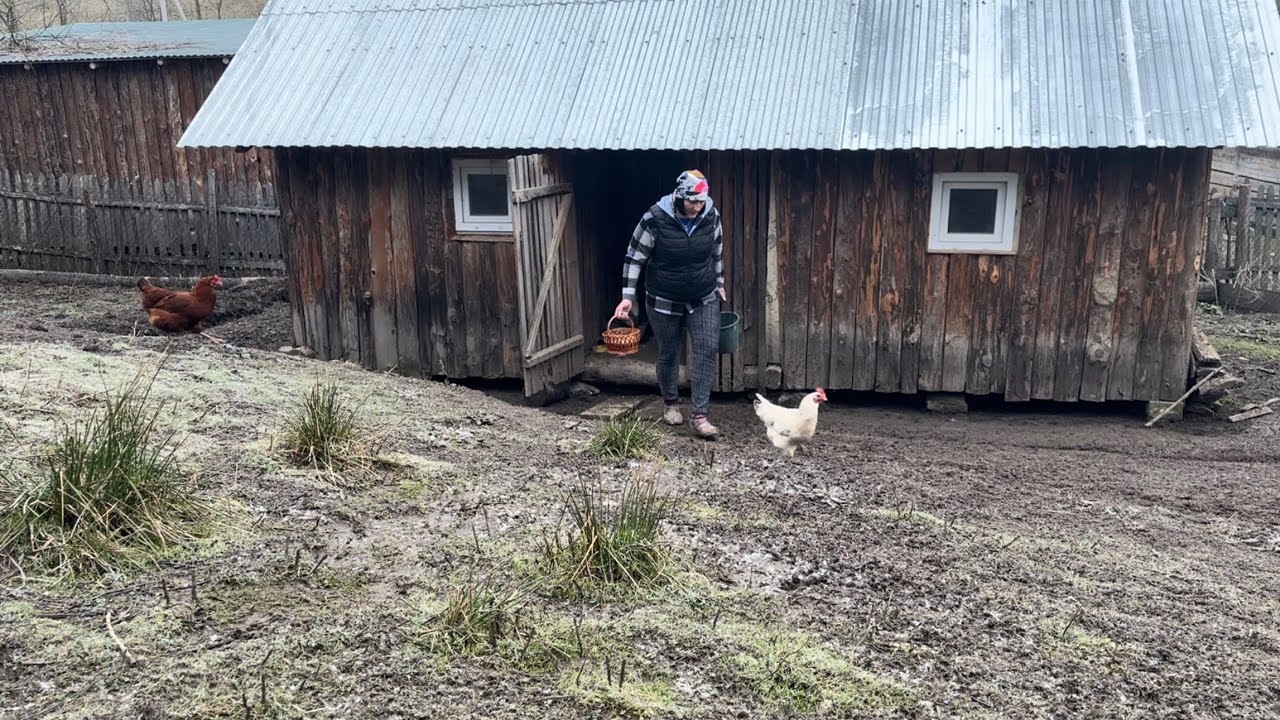 Сільське життя високо в горах: приготування обіду, починаючи шлях від яйця до курки