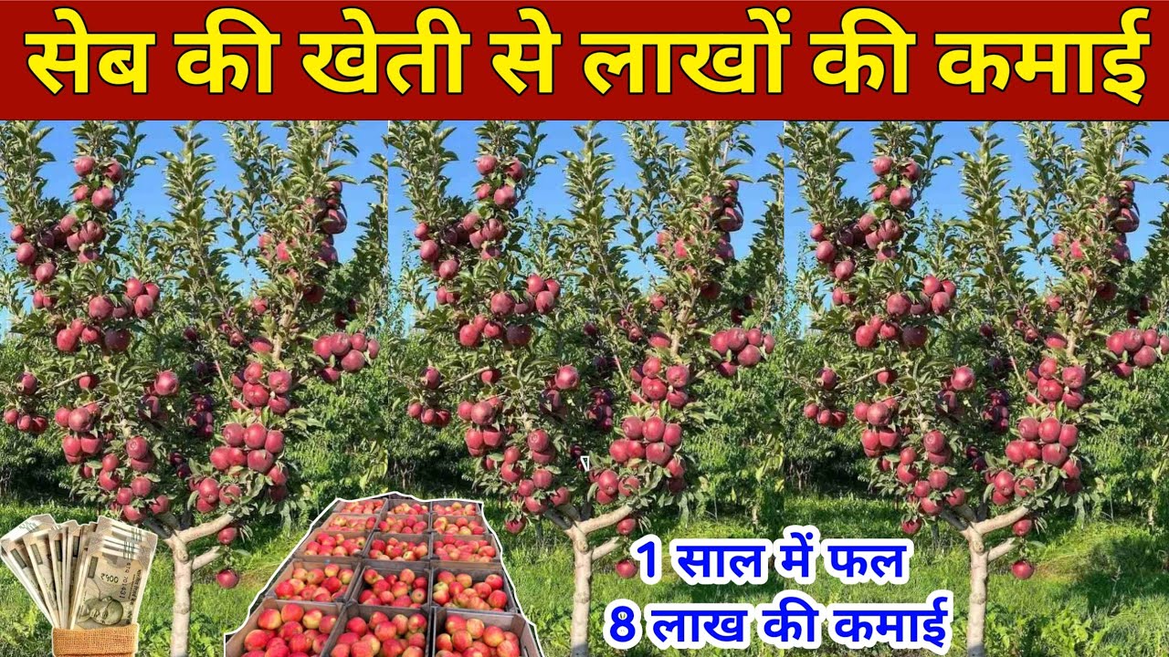 सेब की खेती कैसे करे । Seb ki kheti । Apple farming | Apple ki kheti | सेब की खेती कहां होती है ।