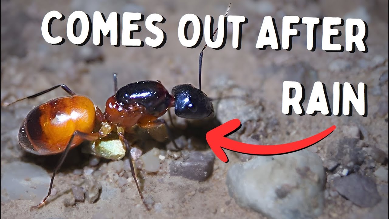It's Monsoon Season! Bugs EVERYWHERE!!