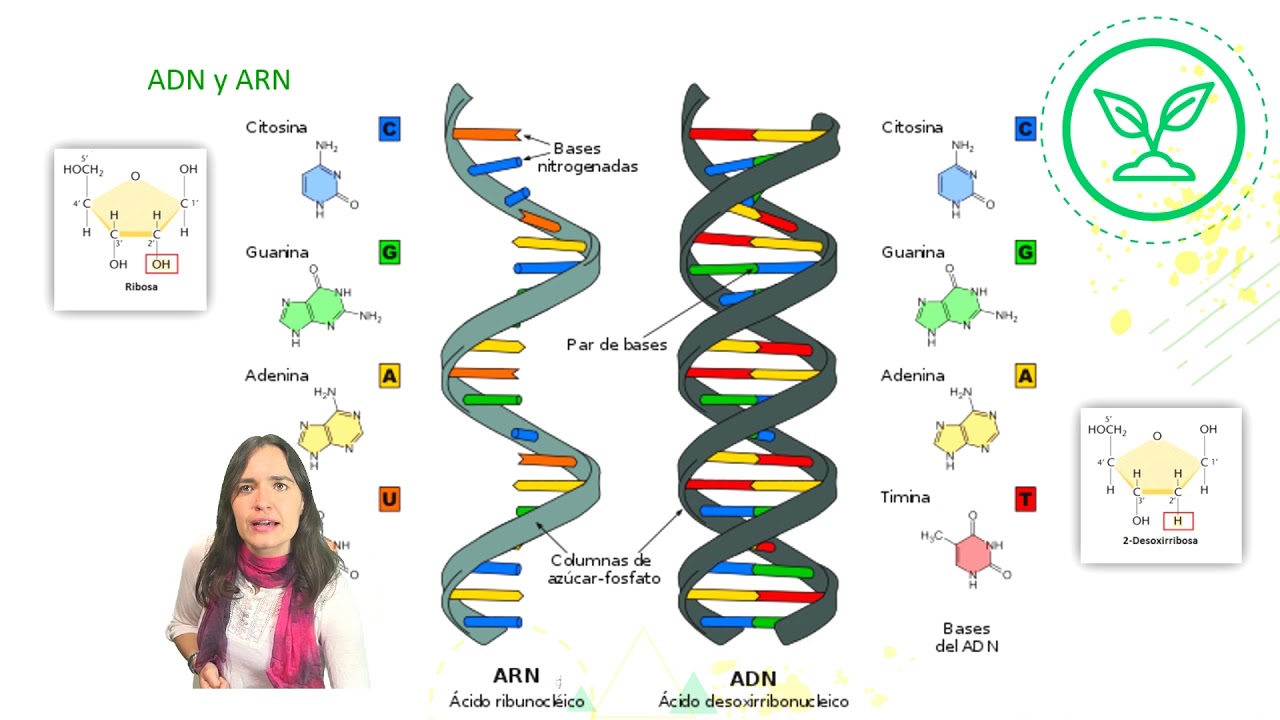 Biología NIVEL II - "Transmisión genética" - Clase N°9