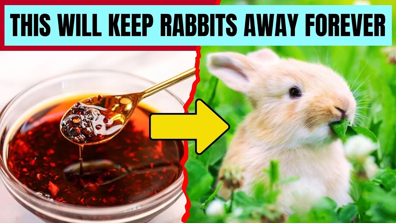 Use This Simple Trick to Stop Rabbits From Eating All Your Plants 🌿🐇