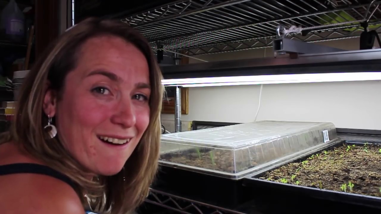 Growing Tiger Nuts in Our Greenhouse