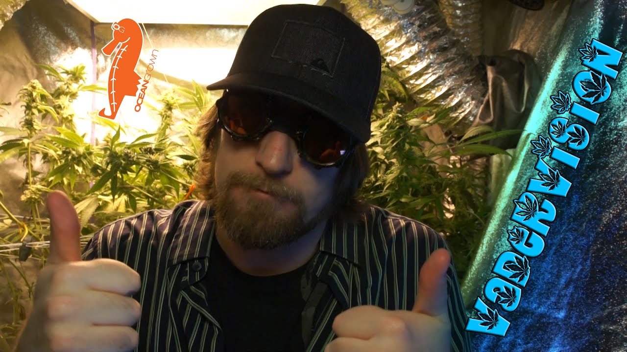 CannApolis - Day 41 w/ XL AMA