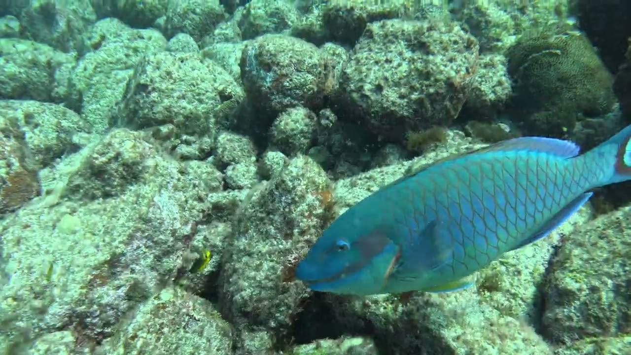 Scuba diving Fernando de Noronha Brasil