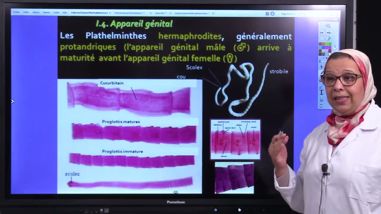 5.Biologie des Org Animaux Embranchement des Plathelminthes