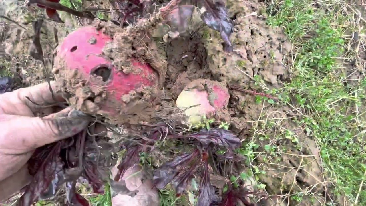 La conservation des betteraves rouges