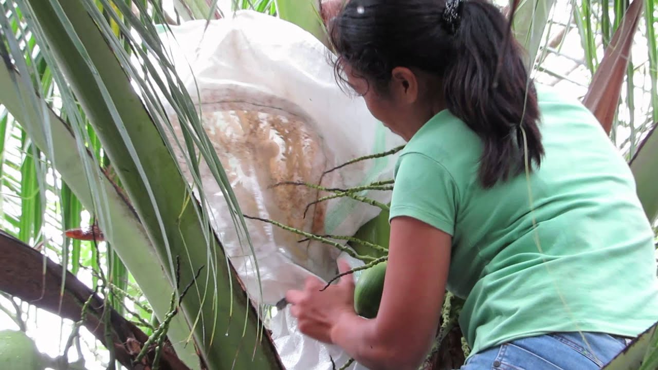 Controlled Pollination Part 4