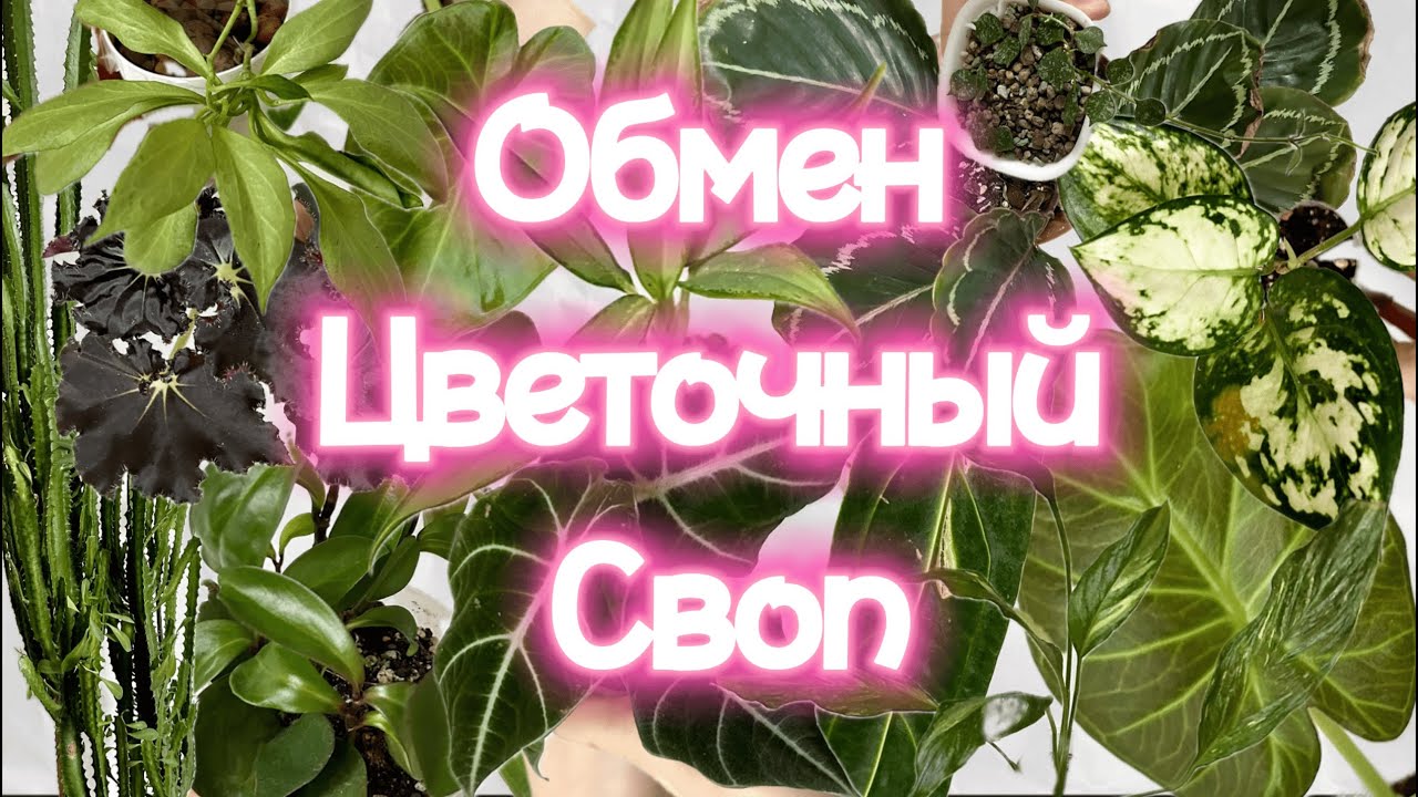 Не Только ЦВЕТОЧНЫЙ ОБМЕН, еще Знания, Эмоции и Позитив получишь сходив на СВОП!!!