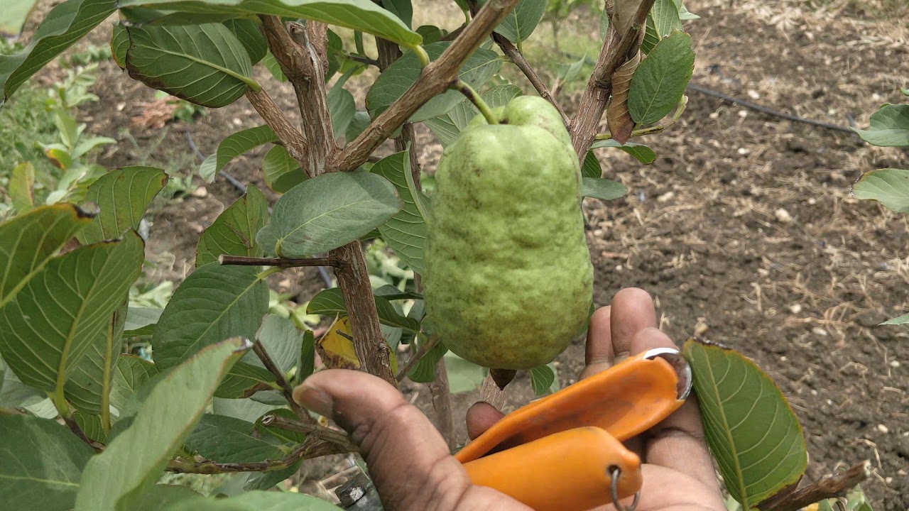 veraity guava found at my farm while pruning... 👌
