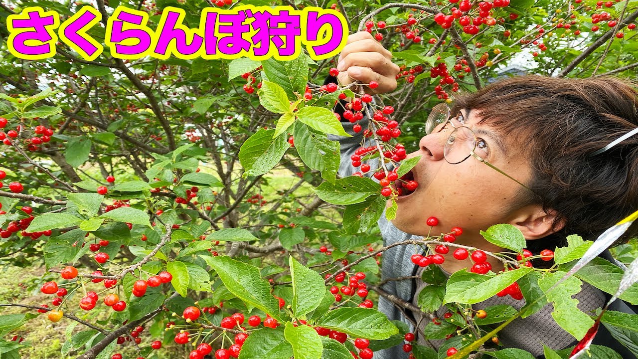 大量に実っている自宅の木の実でジャム作ったら...！