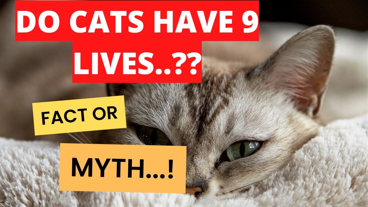 Do Cats have 9 LIVES??? Fact or Myth...!