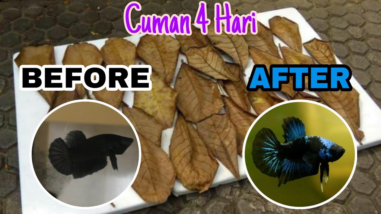 BEGINI CARANYA MEMBUAT DAUN KETAPANG AGAR MUTASI IKAN CUPANG MENJADI CEPAT