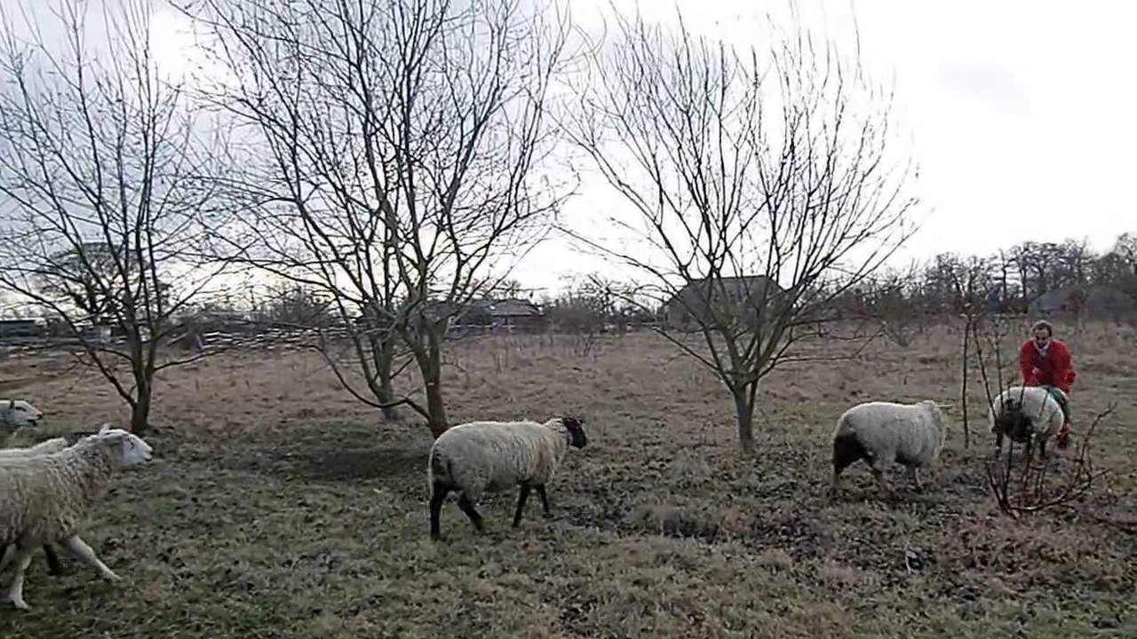 Angry sheep
