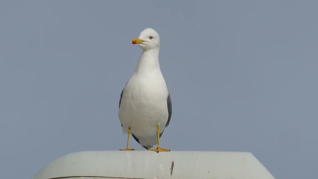 Yellow-legged gull rubbing its belly (Calpe, Spain)