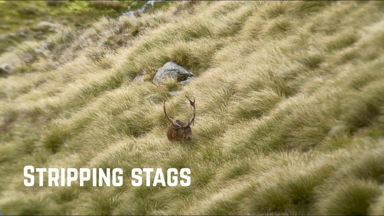 Solo Stag Hunt in the Tops! Red Deer & Chamois | New Zealand Hunting