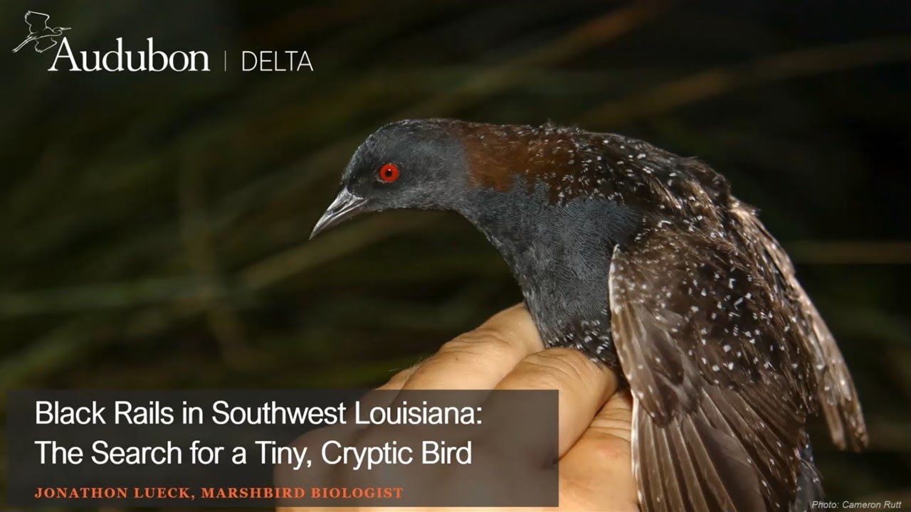 Black Rails in Southwest Louisiana - The Search for a Tiny, Cryptic Bird