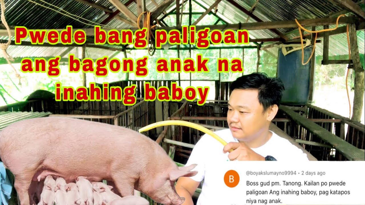 Kailan pwede paligoan ang bago panganak na inahing baboy | Ryan Patenio