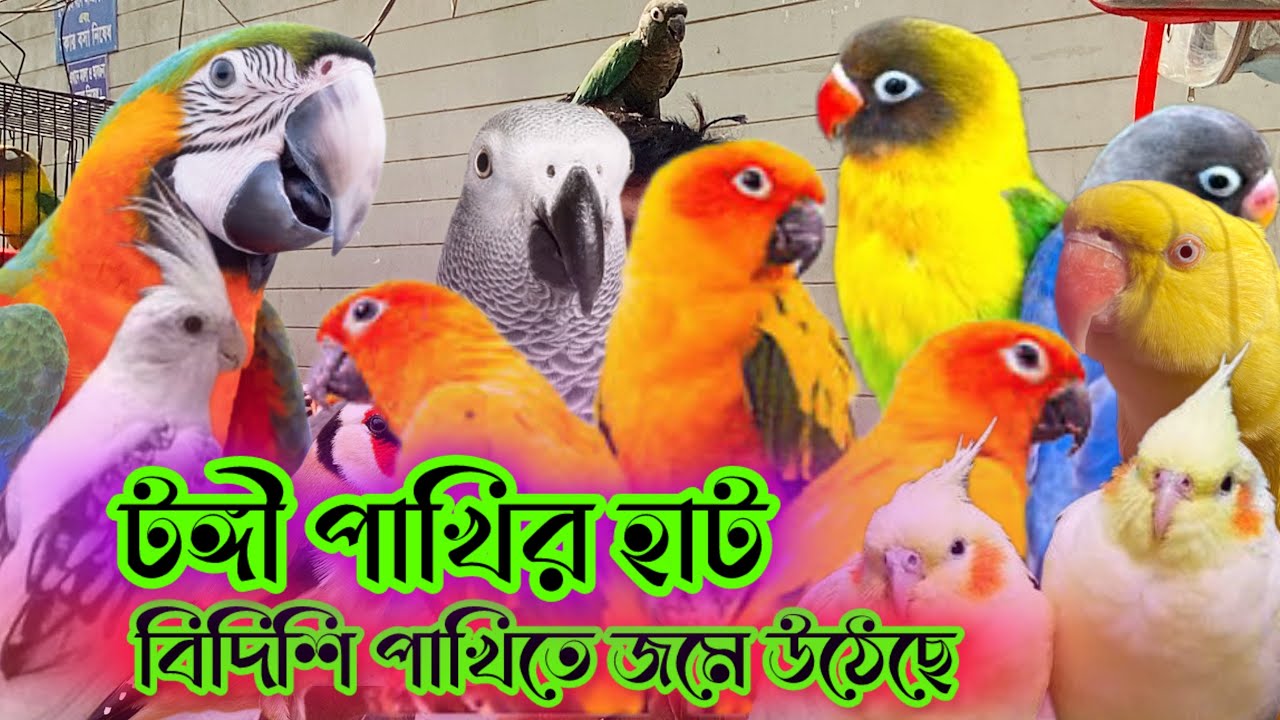 টঙ্গী পাখির হাট বিদেশি পাখিতে জমে উঠেছে