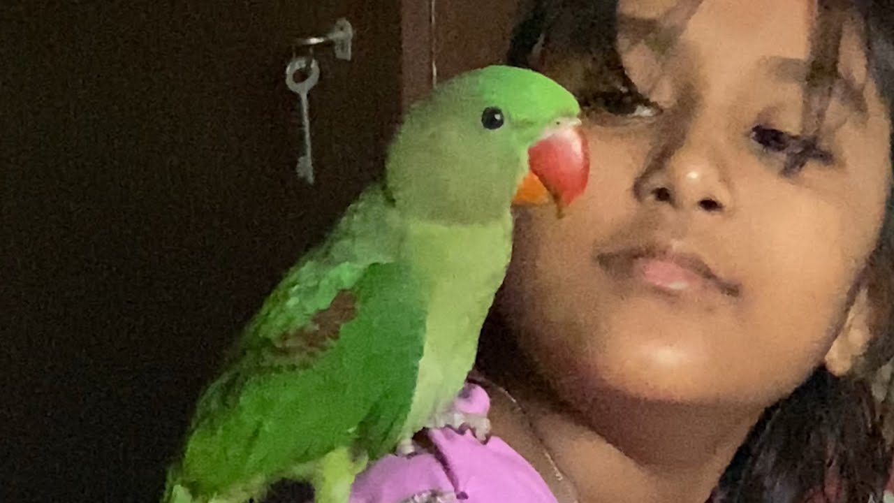 Tutu Talking Bird  - My talking baby Parrot - Fun Time