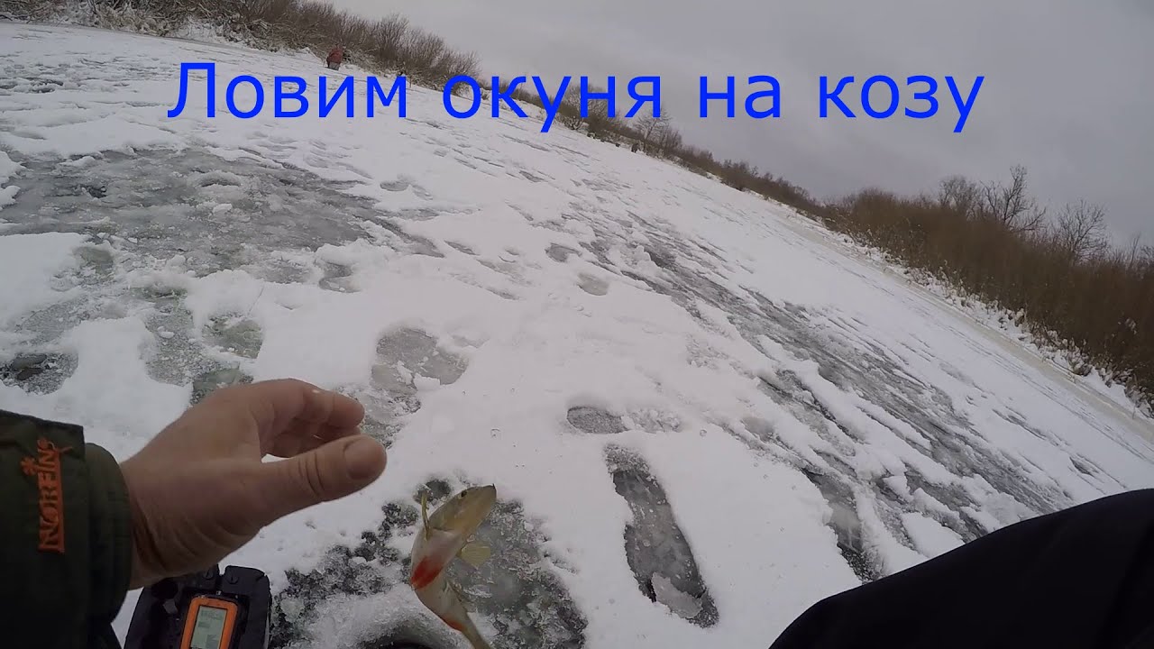 Окунь на козу.
