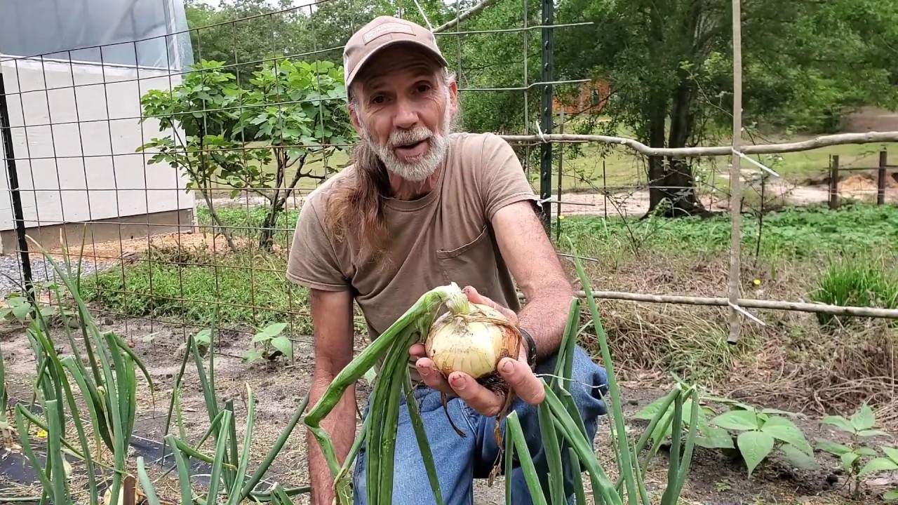 EASY Way to GROW Large Slicing ONIONS