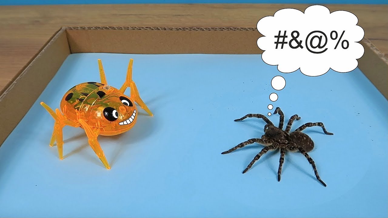¿Qué pasaría si Paulina la TARANTULA conociera a una ARAÑA ROBOT?