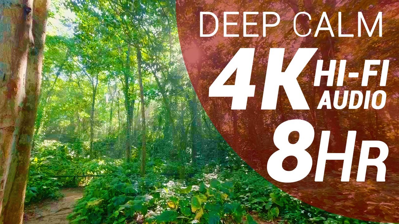8 Hours of Jungle and Waves Sounds - Tropical Wet Forest (4K - Hi-Fi Audio - No Talking)
