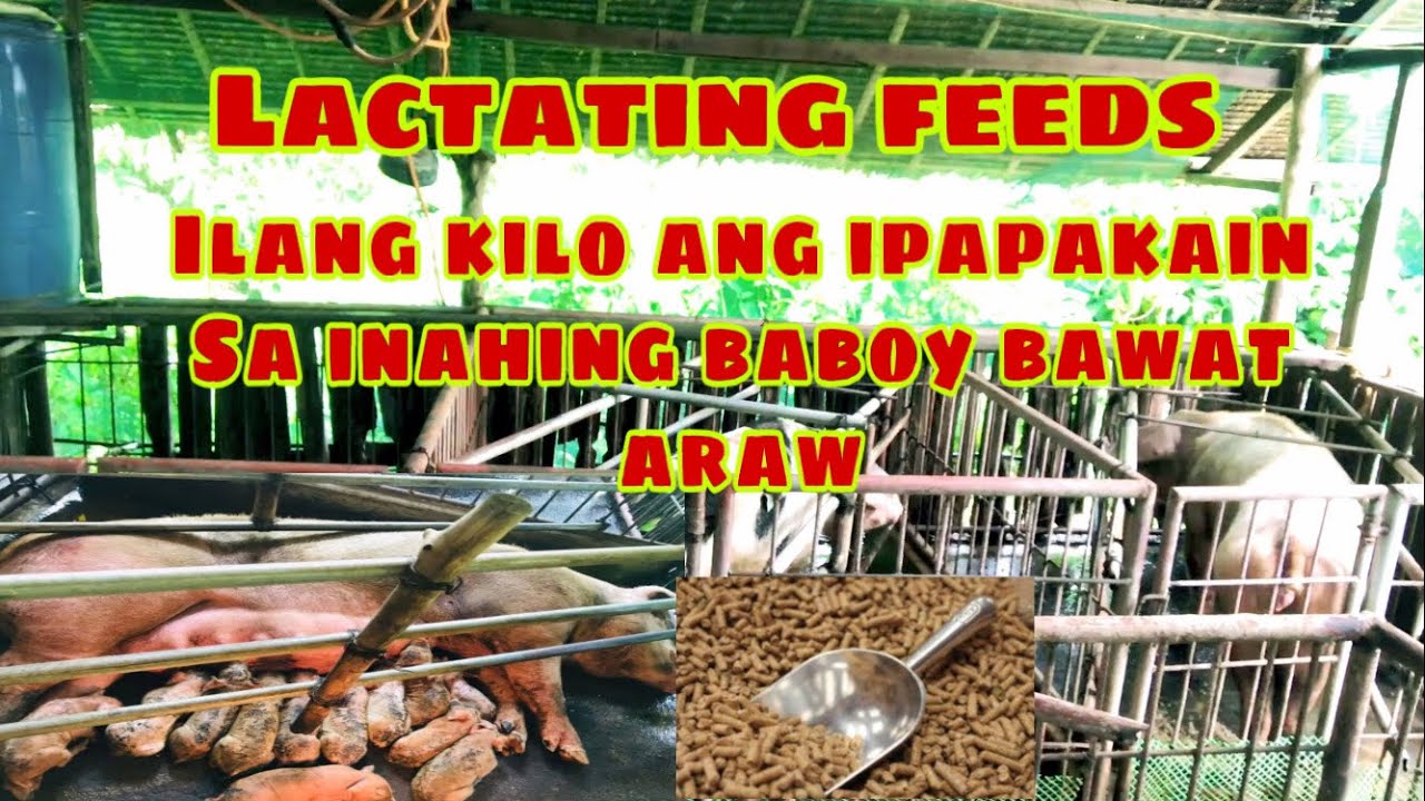Ilang kilo ng Lactating Feeds ang ipapakain sa mga inahing baboy araw araw | Ryan Patenio