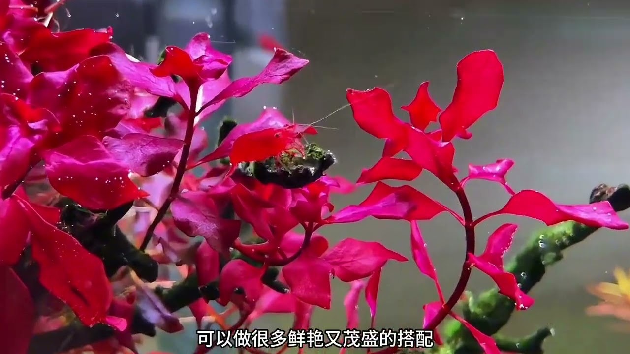新手玩水草缸  只要選好合適的搭配  很簡單的    一定注意  養不來的不要硬養   😏#水草造景