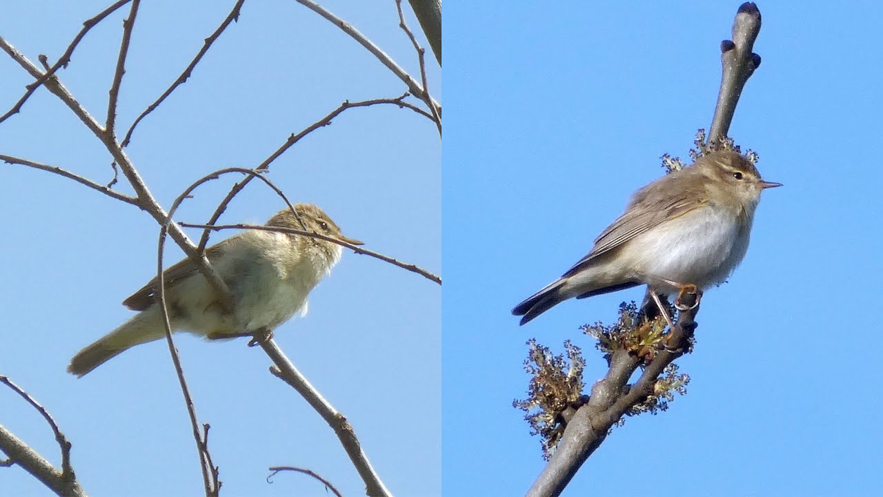 Chiffchaff and Willow Warbler Singing